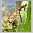 Pyrrhosoma nymphula - Fruehe Adonisjungfer 15.jpg